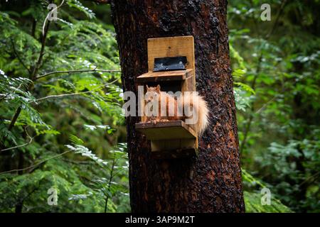 Ein rotes Eichhörnchen thront anmutig auf einem hölzernen Feeder, der an einem Baumstamm montiert ist, inmitten von dichtem Grün in einer ruhigen Waldlandschaft - Schottland, Großbritannien Stockfoto