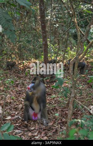 Eine Gruppe von Mandrillen, die im Lekedi-Reservat nach Nahrung graben. Stockfoto