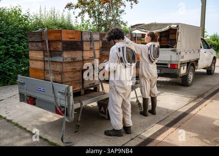 Saisonale Imker (Imker) entladen Honigsupers aus Bienenstöcken auf der Bienenzucht Miel Fourneaux et Fils im Departement seine Maritime (Northe) Stockfoto