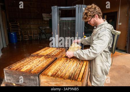 Saisonale Imker (Imker) entladen Honigsupers aus Bienenstöcken auf der Bienenzucht Miel Fourneaux et Fils im Departement seine Maritime (Northe) Stockfoto