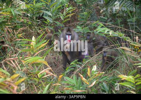 Eine Gruppe von Mandrillen, die im Lekedi-Reservat nach Nahrung graben. Stockfoto