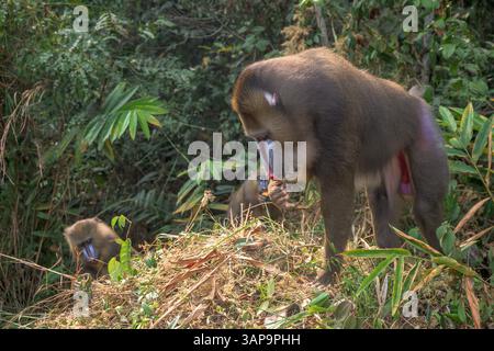 Eine Gruppe von Mandrillen, die im Lekedi-Reservat nach Nahrung graben. Stockfoto