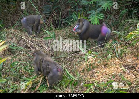Eine Gruppe von Mandrillen, die im Lekedi-Reservat nach Nahrung graben. Stockfoto
