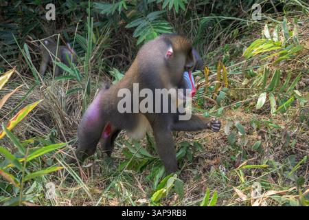 Eine Gruppe von Mandrillen, die im Lekedi-Reservat nach Nahrung graben. Stockfoto