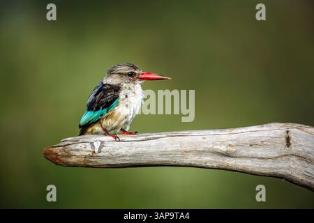 Graukopf-Eisvogel auf einem Baumstamm, isoliert in natürlichem Hintergrund im Greater Kruger National Park, Südafrika; Specie Halcyon leucocephala fa Stockfoto