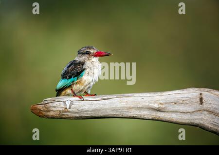 Graukopf-Eisvogel auf einem Baumstamm, isoliert in natürlichem Hintergrund im Greater Kruger National Park, Südafrika; Specie Halcyon leucocephala fa Stockfoto