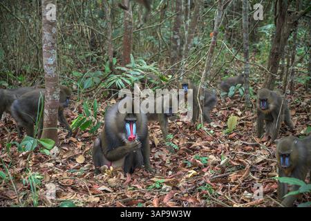 Eine Gruppe von Mandrillen, die im Lekedi-Reservat nach Nahrung graben. Stockfoto