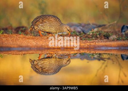 Natal Francolin isst am Wasserloch mit Reflexion im Greater Kruger National Park, Südafrika; Specie Pternistis natalensis Familie von Phasiani Stockfoto