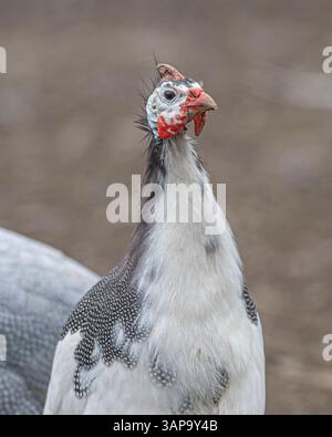 rattenweinhühner Stockfoto