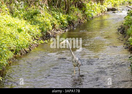 Landschaftsansicht eines wilden, grauen Reihers (Ardea cinerea), isoliert in natürlicher Umgebung, durch das Wasser eines flachen Baches/Baches waten. Stockfoto