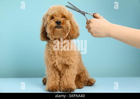 Der Groomer schneidet süßes Hundehaar auf hellblauem Hintergrund, Nahaufnahme Stockfoto