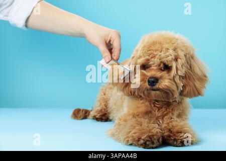 Trauzeuge kämmen süßes Hundehaar auf hellblauem Hintergrund, Nahaufnahme Stockfoto