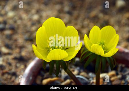 Gelbe Eranthis Hyemalis „Cilicica Group“ Blumen in einem Blumentopf im Alpenhaus im RHS Garden Harlow Carr, Harrogate, Yorkshire, Großbritannien. Stockfoto