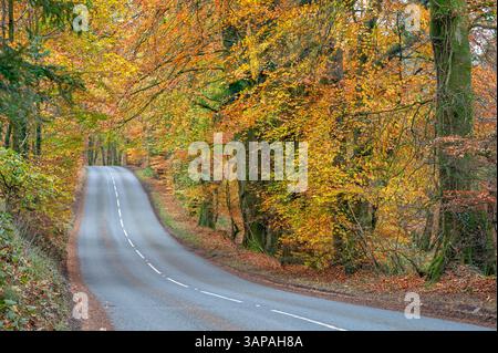 Blick auf die Blackdown Hill Road in der Nähe von Culmhead, Somerset, England, Großbritannien, mit Buchen, die die Straße in voller herbstlicher Farbe säumen. Stockfoto