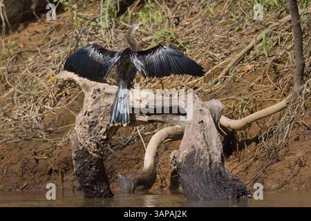 Anhinga trocknet seine Flügel an einem Fluss in Costa Rica Stockfoto