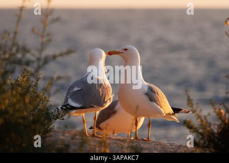 Gelbbeinmöwen Larus michahellis auf Felsen im Abendlicht, Calpe, Spanien Stockfoto