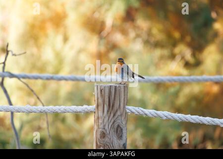 Ein Europäischer Rotkehlchen (Erithacus rubecula) ruht auf einem Holzpfosten am Ende des Weges im Naturpark El Hondo, Elche, Spanien Stockfoto