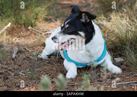 Porträt eines weiblichen Bodeguero-Bussardhundes mit verlorenem Blick, Alcoy, Spanien Stockfoto