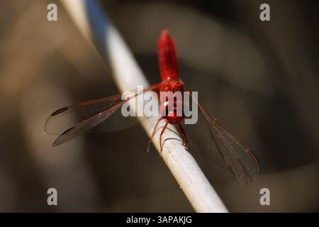 Rote Libelle (Crocothemis erythraea) mit beim Blick auf die Kamera auf einem Schilf, Bocairent, Spanien Stockfoto