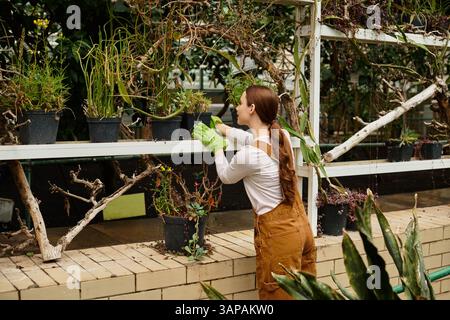 In einem üppigen Gewächshaus pflegt eine junge Frau liebevoll ihre lebendigen Topfpflanzen. Stockfoto