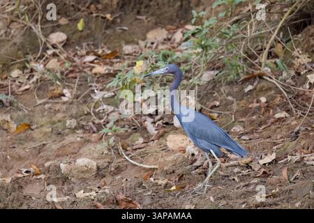Kleiner Blaureiher an einem Fluss in Costa Rica Stockfoto