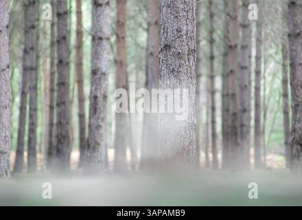 Rendelsham Forest Stockfoto