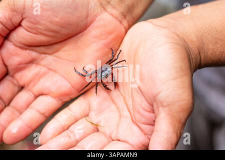 Kleine Bachkrebse, die auf einer Hand in einem Wald in Bicol, Philippinen, ruhen und ihre Krallen, Muscheln und natürlichen Details aus nächster Nähe zeigen Stockfoto