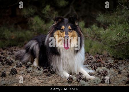 Majestätischer, rauer Collie-Hund auf Tannenzapfen mit Bokeh wald Hintergrund Stockfoto