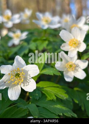 Anemonoides sylvestris, zarte Schneeglöckchen blühen in einem ruhigen Wald, umgeben von üppig grünen Blättern. Eine perfekte Aufnahme der natürlichen Schönheit des frühen Frühlings Stockfoto