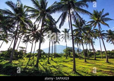Hohe Palmen, die in der Morgensonne leuchten, während der Berg Isarog in der Ferne in Bicol, Philippinen, aufsteigt Stockfoto