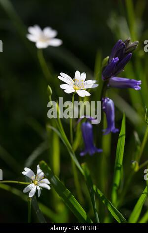 Großstitchkraut (stellaria holostea) und Blauschelle (Hyacinthoides non-scripta). Beide sind im Vereinigten Königreich verbreitete Frühlingsblumen. Stockfoto