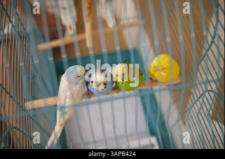 Vier lebendige Sittiche in einem Vogelkäfig mit farbenfrohem Gefieder in Gelb, Grün und Blau. Stockfoto