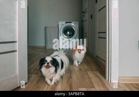 Zwei verspielte Hunde, die durch einen modernen Flur in der Nähe des Waschraums laufen und das dynamische Leben in einer modernen Residenz festhalten Stockfoto