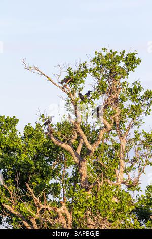 Krähen auf einem Mangrovenbaum auf Isla Gigantes, Iloilo, Philippinen Stockfoto