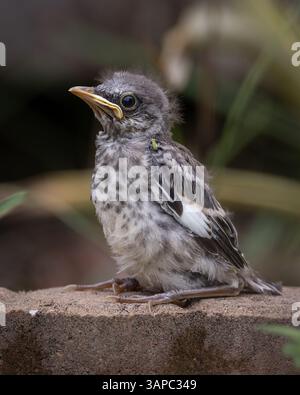 Baby-Spottvogel sitzt auf dem Boden Stockfoto