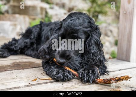 cocker Spaniel Black beißt einen Stock Stockfoto