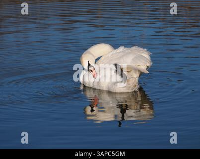 Mute Swan (Cygnus olor), Erwachsenenputzen auf Wasser, Putzfedern, Herefordshire, England, April Stockfoto
