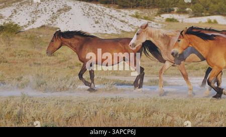 Pferde laufen in der Nähe von Belogorsk auf der Krim, die bei Sonnenuntergang Staub anhäufen Stockfoto