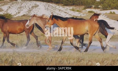 Pferde laufen in der Nähe von Belogorsk auf der Krim, die bei Sonnenuntergang Staub anhäufen Stockfoto