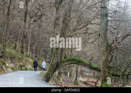Ein altes Paar spaziert durch einen baumlosen Wald in Glendalough – Zeit und Natur spiegeln ruhige Ausdauer und Veränderung wider. Stockfoto