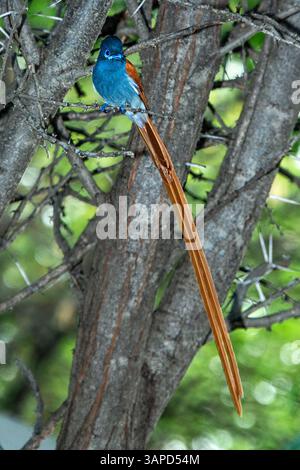 Ein farbenfroher African Paradise Flycatcher mit einem langen, goldenen Schwanz, der auf einem Baum thront. Stockfoto