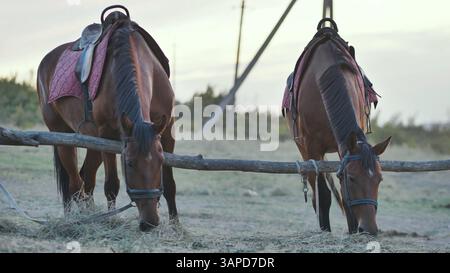 Zwei Sattelpferde weiden auf einem Feld in der Nähe von Belogorsk auf der Krim Stockfoto