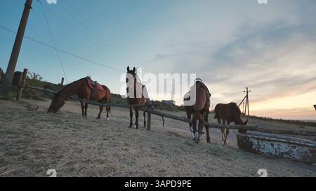Pferde weiden bei Belogorsk auf der Krim bei Sonnenuntergang Stockfoto