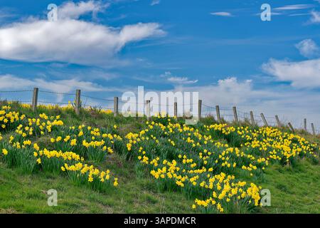 Barras Aberdeenshire Schottland ein blauer Himmel im Frühling über Narzissen, die auf einem Grasufer am Straßenrand wachsen Stockfoto