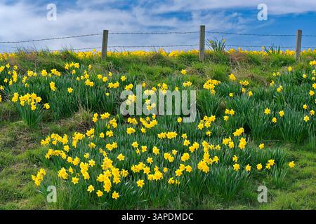 Barras Aberdeenshire Schottlands blauer Himmel im Frühling über Narzissen, die auf einem Grasufer am Straßenrand wachsen Stockfoto