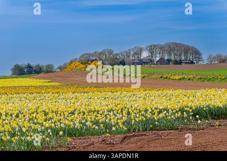 Barras Aberdeenshire Schottlands blauer Himmel im Frühling über einem Feld von bunten Narzissen Stockfoto