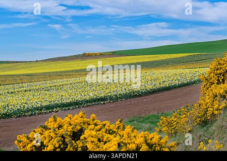 Barras Aberdeenshire schottischer blauer Himmel im Frühling über Narzissen-Feldern und gelben Ginsterblüten Stockfoto