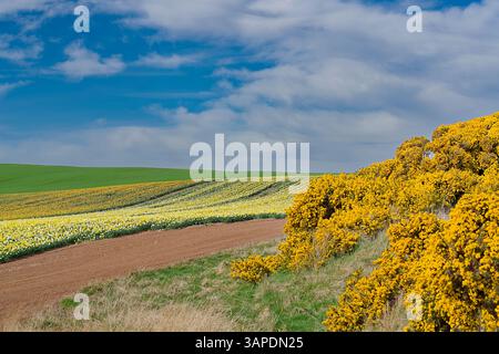 Barras Aberdeenshire schottischer blauer Himmel im Frühling über Narzissen-Feldern und gelbem Ginster Stockfoto