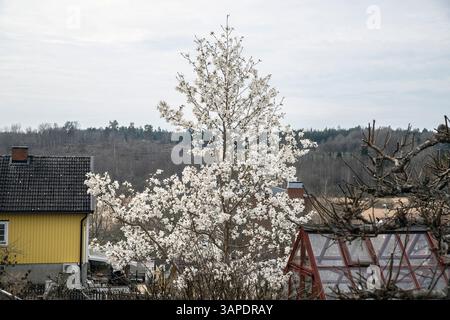 Weißer Magnolienbaum in voller Blüte Stockfoto