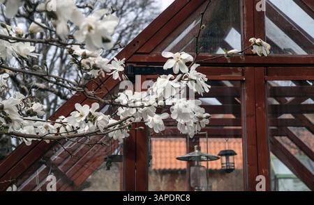 Weiße Magnolie in voller Blüte Stockfoto
